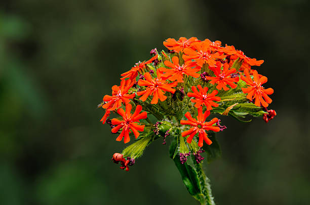 Red flowers of Lychnis chalcedonica also known as a Maltese Cross plant or Jerusalem Cross in a Cape Cod summer garden
