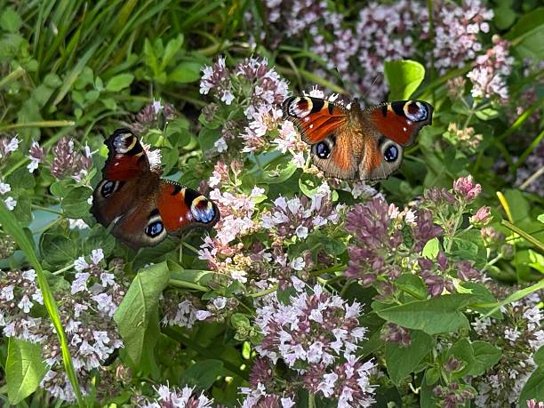 Summer in the garden with butterflies on flowers