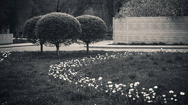 Black and white image of a calm urban park with round-trimmed trees and a curved flower bed, conveying simplicity and elegance in nature design.
