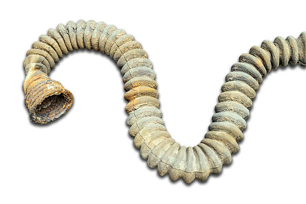 istock Empty nautilus shell, light to dark brown tones, spiral structure with connected chambers, neutral grey background, scientifically accurate style, no texts or people 2227288824