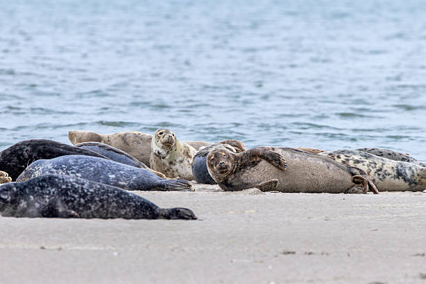 istock Grey Seal (Halichoerus grypus)  Common along North Atlantic coasts including Ireland's eastern shores 2227291003