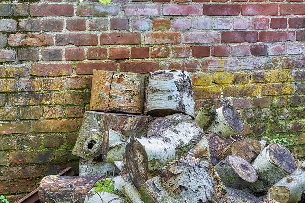 A close perspective capturing a pile of cut birch logs lying in front of a weathered, moss-covered, rustic brick wall. The natural patina and textures depict a serene moment in outdoor surroundings.