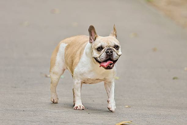 istock Dog Running Toward Camera in Park 2227292949