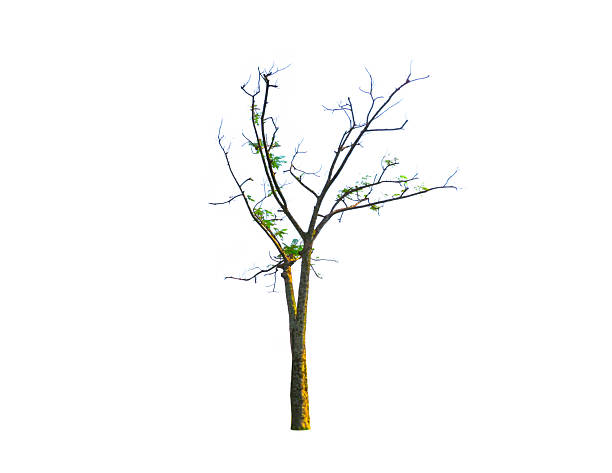 istock Small tall of Trimmed green tree isolated on white background. 2227293460