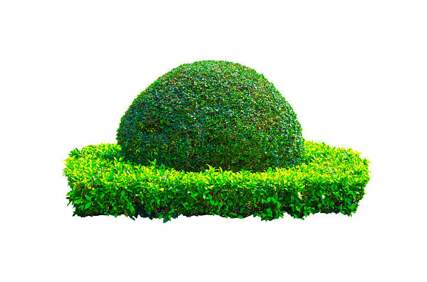 Decorative plant trimming for exterior or in the park