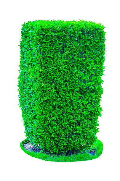 istock Beautiful square shape of green Hedge cut tree isolated on white background. 2227293600
