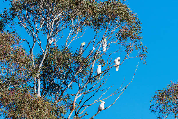 istock Cockatoos and Corellas in a gum tree 2227293851