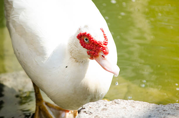 Beautiful white Cairina moschata duck, also called Muscovy duck, It is a large duck, is commonly known in Spanish as the pato criollo.