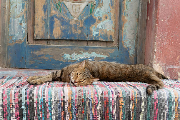 A cat slumbers on a stoop in Amorgos Greece