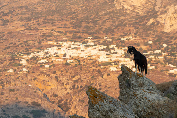 Amorgos Island, Cyclades ,Aegean sea, Greece. Goats linger on mountain tops above the town of Lakgada.