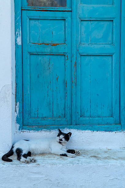 Gray white cat sleeping in the street, Rhodes, Greece.