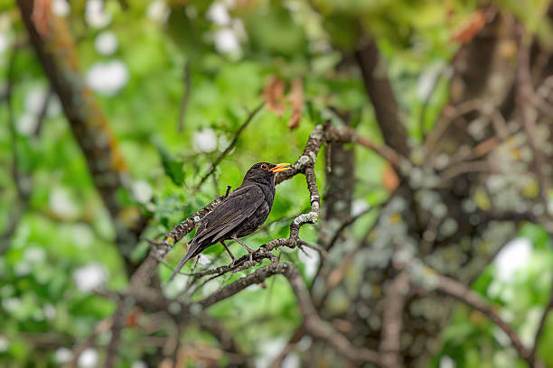 istock Blackbird with a vibrant orange beak perching gracefully on a tree branch, surrounded by lush green foliage in a serene forest setting 2227297836