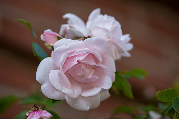 Delicate light pink roses, known as Rosa spp., gracefully bloom against a blurred backdrop. Capturing the ephemeral beauty of nature in Denmark, these flowers symbolize elegance, wonder, and the gentle allure of life.
