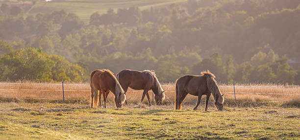 Haflinger horses in Thuringia