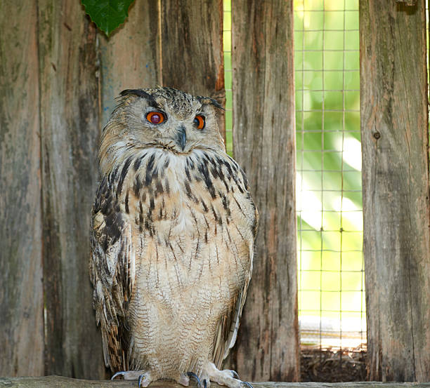 Eurasian eagle-owl (Bubo bubo) resting on a wooden perch in a Danish wildlife enclosure with a rustic backdrop. The owl exhibits distinctive plumage and vivid orange eyes, embodying the essence of nature.