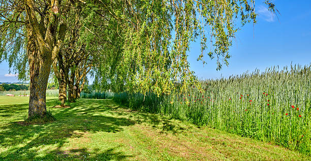 A peaceful landscape featuring lush willow trees (Salix genus) providing shade beside a verdant wheat field adorned with blooming poppies, bathed in sunlight, gifting a tranquil rural atmosphere.