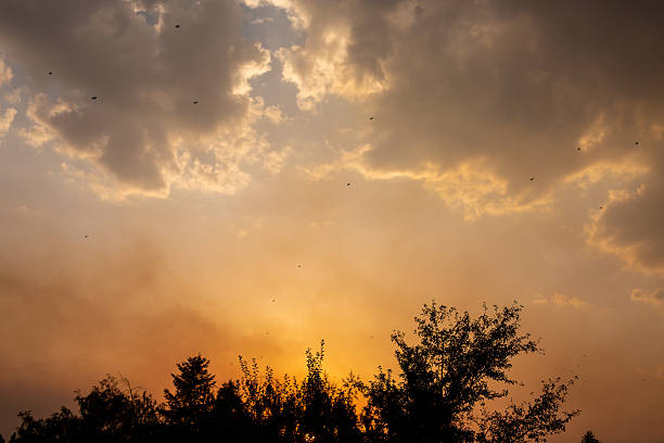 Birds fly in the golden hour sky at sunset above some trees, with smoke visible from a forest fire.