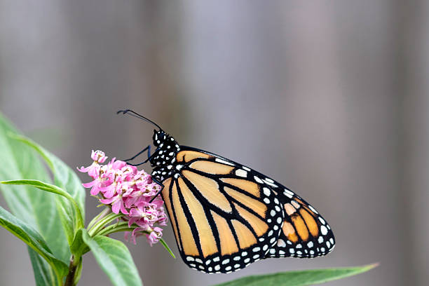 istock Monarch Butterfly on Milkweed 2227299558