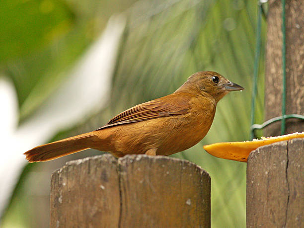 Brown turdus nesocichla eating banana over wooden trunk i