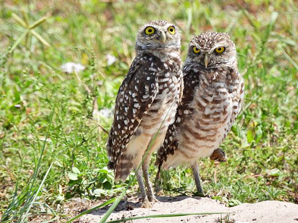 istock Burrowing Owls - (Athene cunicularia) -  resting near its burrow 2227301909