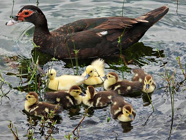 istock Muscovy Duck (Cairina moschata) - with ducklings in a lake 2227301910