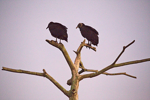 Early morning birds at Itaguare beach, Bertioga, Brasil. Fiat sun light on the beach