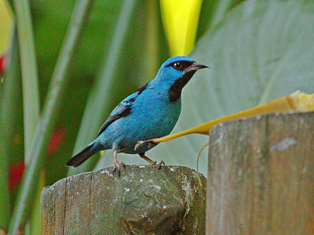 Wild Atlantic forest bird eating banana. Blue and black standing  over wooden post.