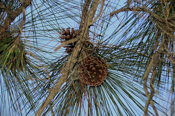 istock The pine cones of the maritime pine (Pinus pinaster) 2227304441