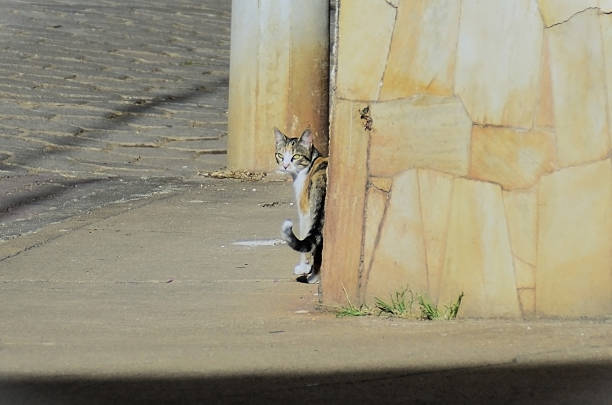 A tabby kitten (with spots of various colors like brown, black and white) peeking out from behind a stone wall on a sunny afternoon