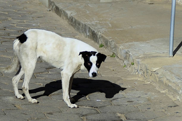 A black and white mongrel dog on the street on a sunny day