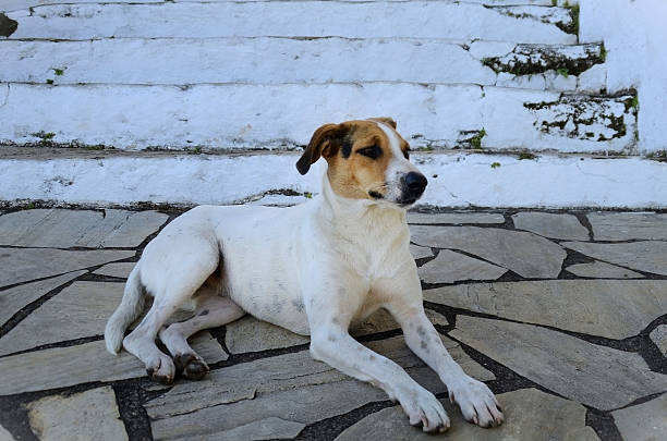 A medium-sized, predominantly white dog with tan markings on the head and a dark spot on the body, mixed breed, in the churchyard