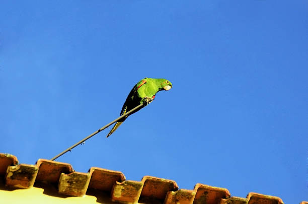 Macaw parakeet (Psittacara leucophthalmus) perched on the house's antenna in the late afternoon