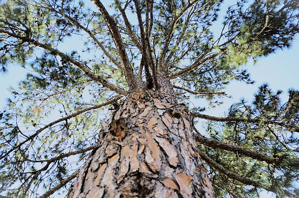 istock The trunk and branches of the Maritime Pine (Pinus pinaster) 2227305414