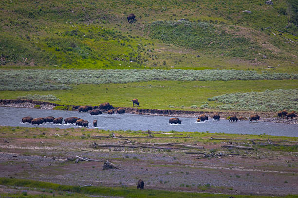 istock Bison in Yellowstone National Park 2227306040