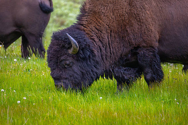 istock Bison in Yellowstone National Park 2227306156