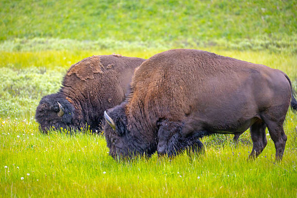 istock Bison in Yellowstone National Park 2227306168
