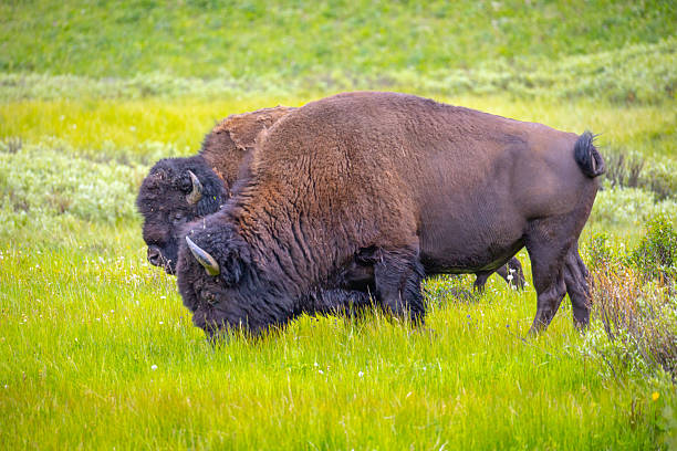 istock Bison in Yellowstone National Park 2227306172