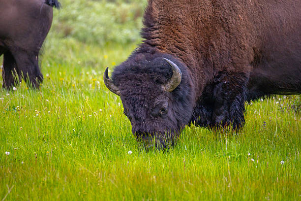istock Bison in Yellowstone National Park 2227306173