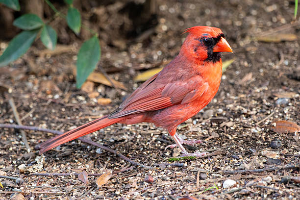 istock Northern Cardinal in Natural Settings 2227306303
