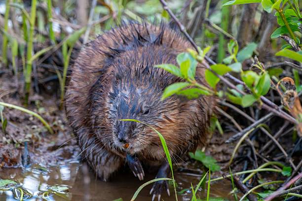 istock Wet Muskrat in Marsh Vegetation 2227306376