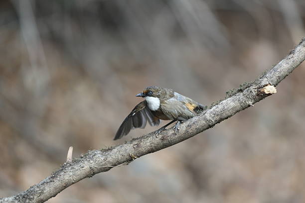 istock The white-throated laughingthrush (Pterorhinus albogularis) in Inida 2227306807
