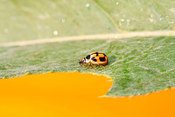 Ladybugs on wild plants, North China