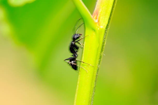 Camponotus japonicus on plant in the wild