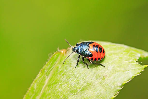 istock Zicrona caerulea on plant 2227307787