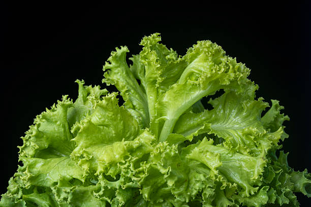 istock Green Coral Lettuce Leaves On Black Background. 2227307914