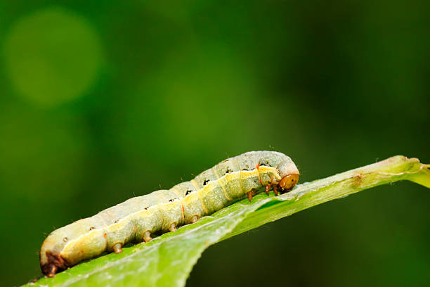istock Lepidoptera insect larvae on plant 2227308048