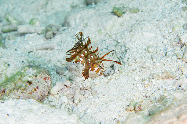 Beautiful wild fish (Ribbon Wrasse) swimming in the blue sea