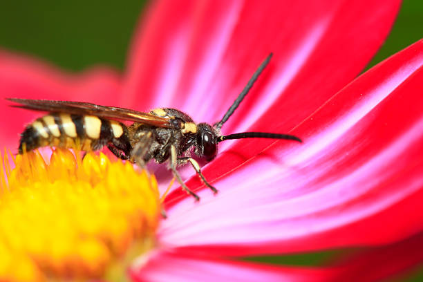 Aegeriidae insects on plant in the wild