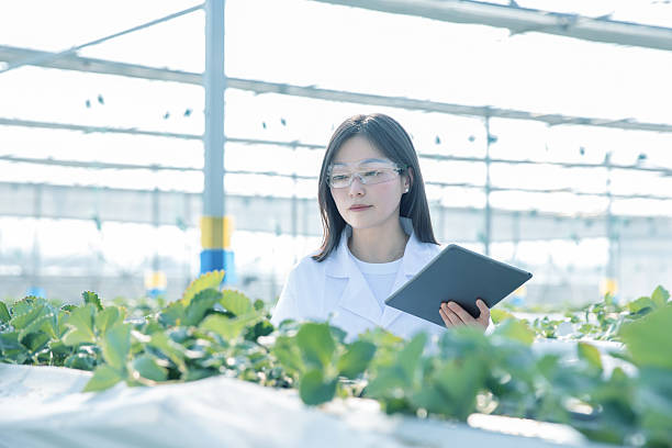 istock Organic farming and organic vegetables. 2227309521