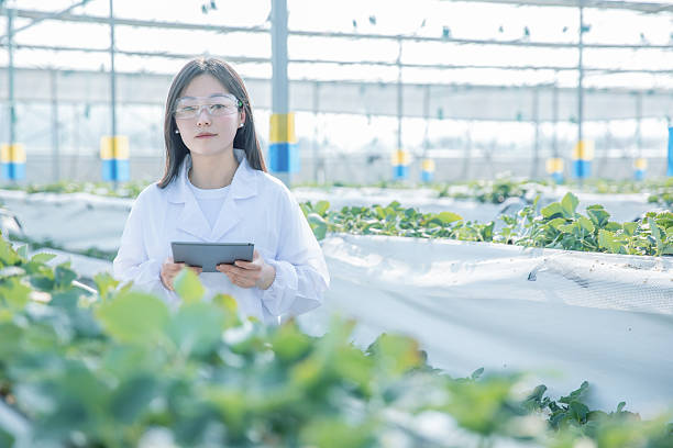istock Organic farming and organic vegetables. 2227309524